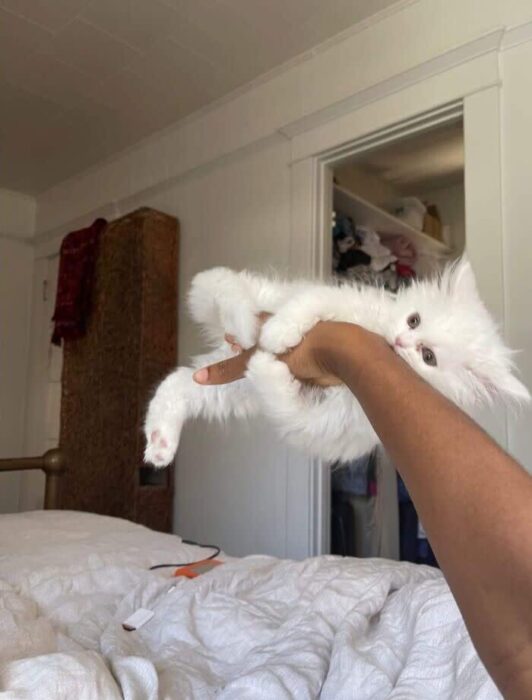Adorable white kitten being gently held in cozy home with soft light and warm atmosphere.
