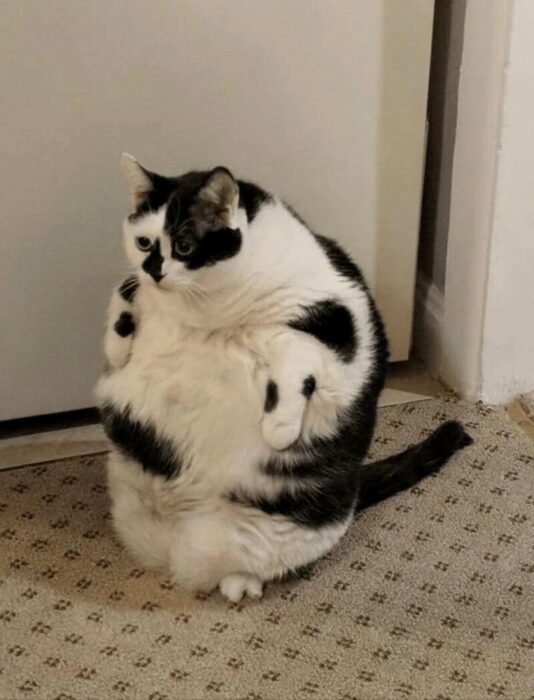 Chubby black and white cat standing upright with curious expression at home.