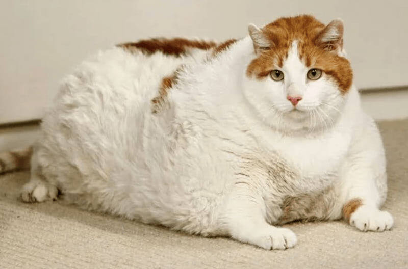 Plump white and orange cat relaxing comfortably on a soft carpet indoors.