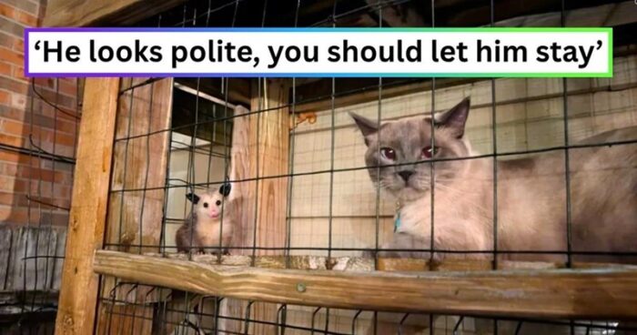 Playful scene of a polite cat and curious rodent in an enclosure with rustic background.