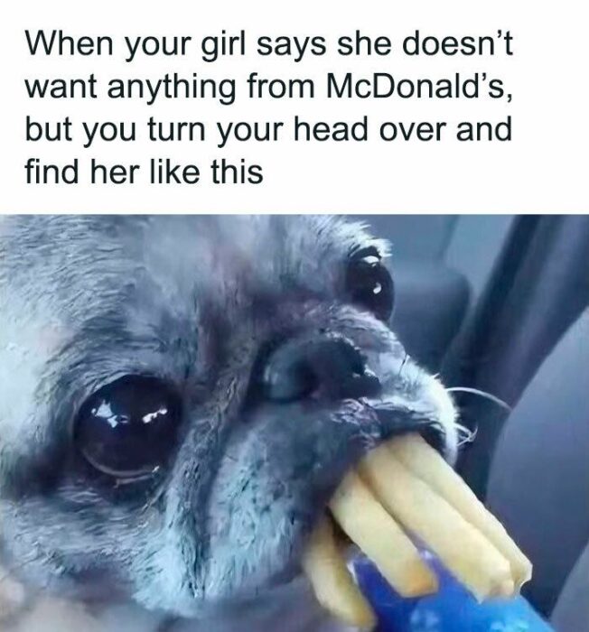 Pug eating McDonalds fries in car with funny, mischievous expression on sunny day.