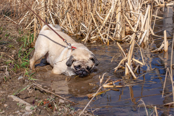 Pug playing joyfully in shallow muddy water outdoors with natural reeds and sunlight.
