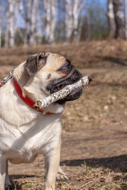 Cute fawn pug outdoors with stick, playing in a sunny park on a spring day.