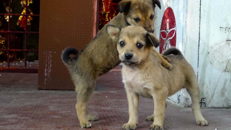 Adorable light brown puppies playing outdoors in rustic setting with joyful and playful expressions.