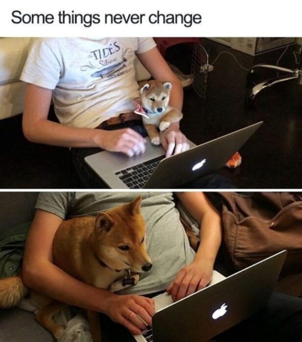 Owner and Shiba Inu dog grow together in a heartwarming time-lapse of friendship.