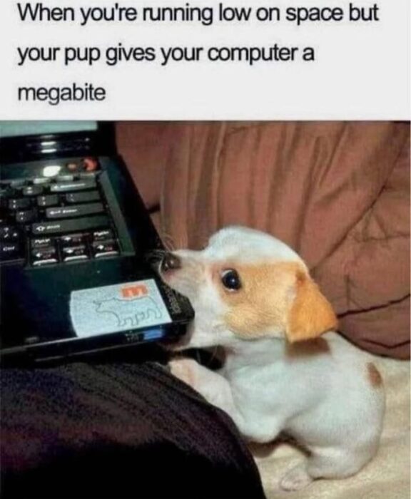Cute puppy playing with laptop keyboard, funny digital storage joke, pet and technology humor.