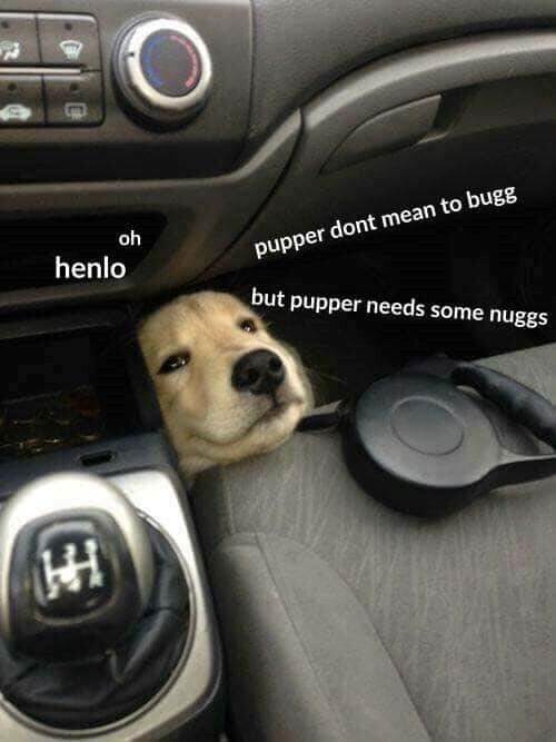 Golden retriever puppy peeking between car seats, hungry and waiting for treats.