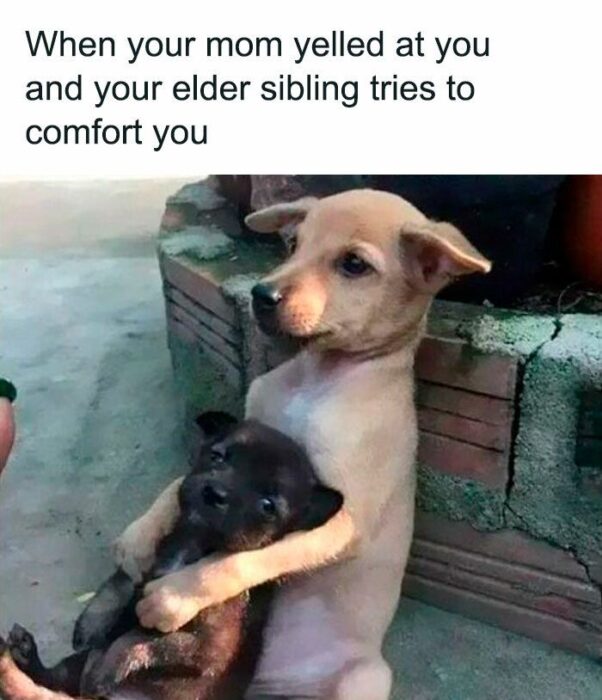 Two puppies hugging outdoors by brick wall showing sibling support and comfort.