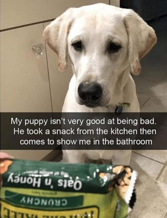 Adorable puppy steals snack, showcasing mischievous charm in a cozy kitchen setting.