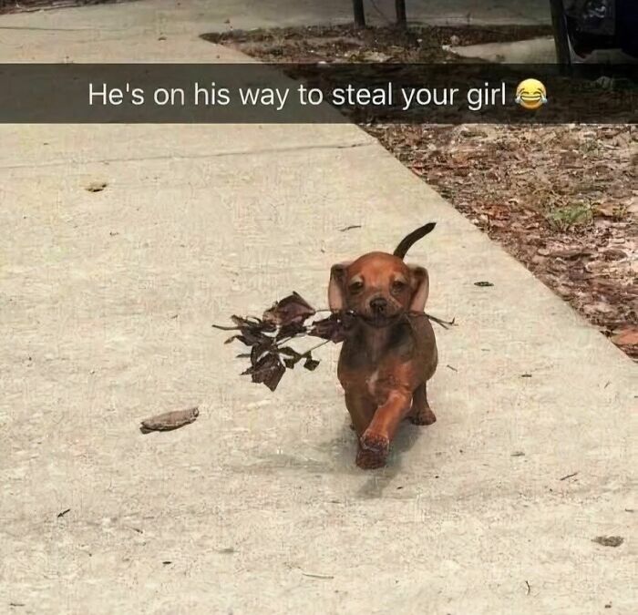 Happy puppy carrying leaves on a park walk, ready to steal hearts with playful charm.