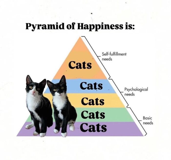 Pyramid of Happiness shows cats fulfilling all basic, psychological, and self-fulfillment needs.