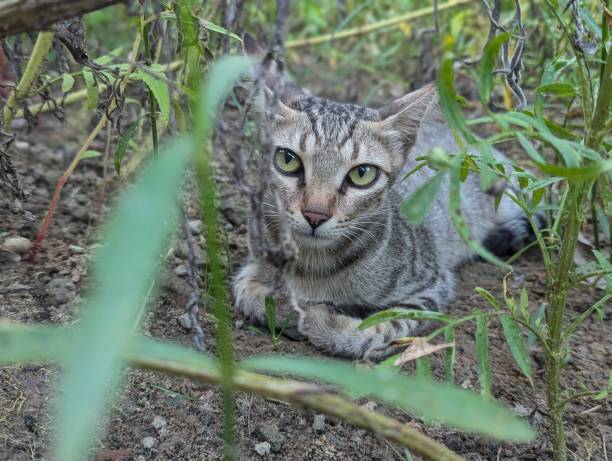 Silent tabby cat hiding among lush greenery with vivid green eyes and natural woodland surroundings.