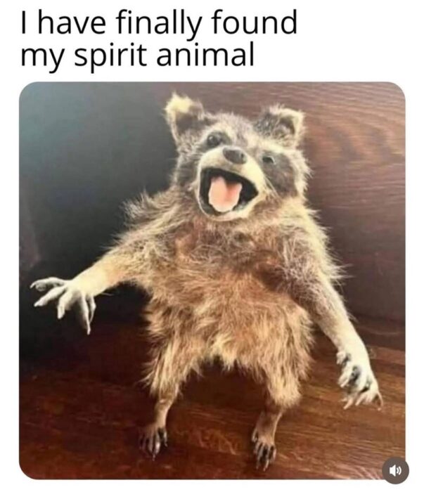 Humorous taxidermied raccoon displaying a surprised expression as a quirky spirit animal illustration.