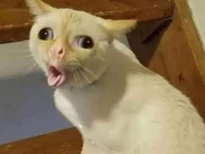 White cat with surprised expression on staircase showing funny, quirky face.
