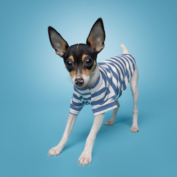 Playful Rat Terrier wearing a blue striped shirt against a blue background.