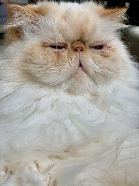 Fluffy Persian cat with a regal, sleepy expression and soft, white cream-colored fur.