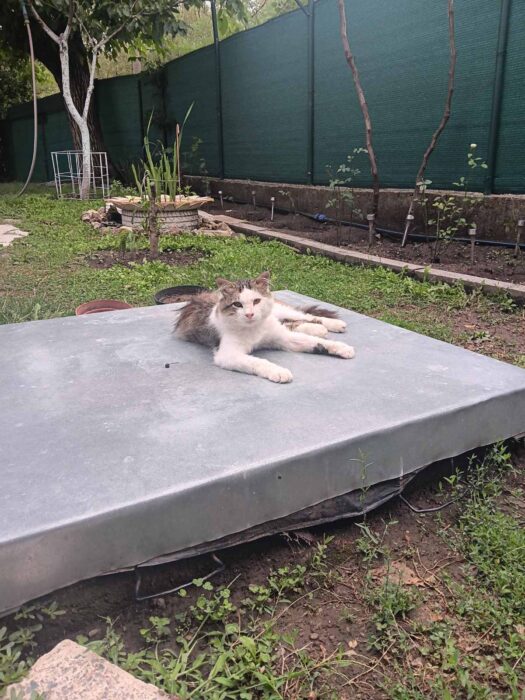 Relaxed white and gray cat lounging on garden stone slab with lush greenery and potted plants.