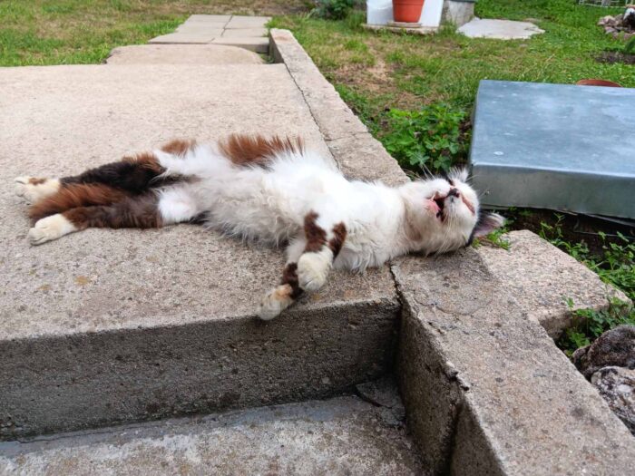 Relaxed white and brown cat lounging on concrete in a peaceful garden setting.