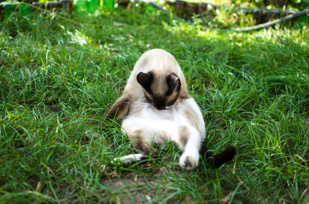 Happy Siamese cat grooming itself on lush green grass in sunny garden.