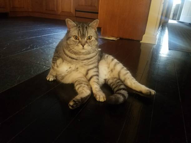 Chubby gray tabby cat relaxing on dark hardwood floor in cozy home kitchen.