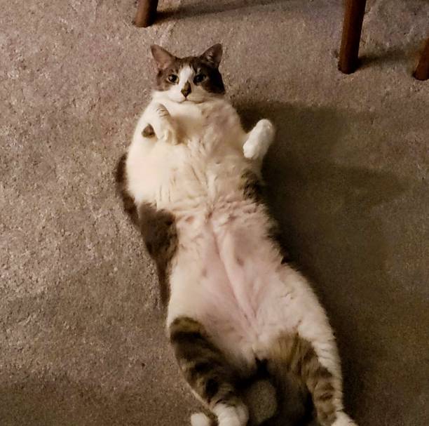 Relaxed gray and white cat lying on cozy beige carpet at home.
