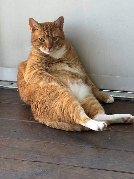 Relaxed orange tabby cat lounging on wooden floor near sliding glass door.