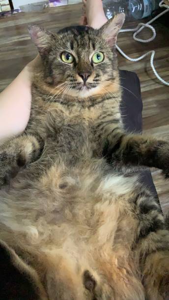 Relaxed tabby cat resting comfortably on a humans lap in cozy living room.