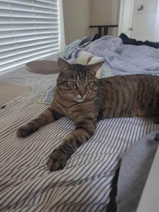 Relaxed tabby cat lounging on a cozy striped bed with soft blankets and natural light.