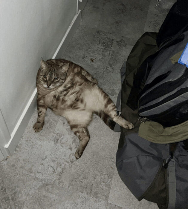 Relaxed marbled tabby cat sitting in a bright, minimalist hallway near bags and clutter.