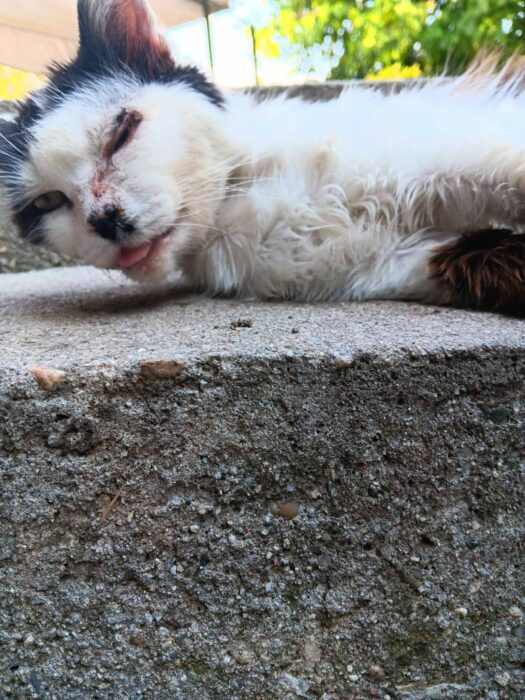 Relaxed white and black cat lounging outdoors on concrete with playful expression and greenery background.