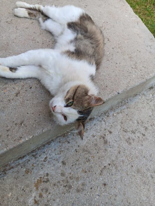 Relaxed outdoor cat resting on concrete patio with white, gray, and brown fur.