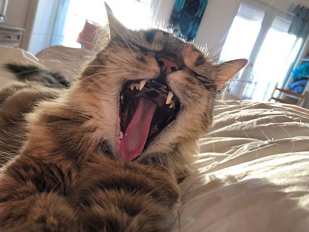 Relaxed tabby cat yawning on cozy bed, natural light, adorable feline relaxation moment.