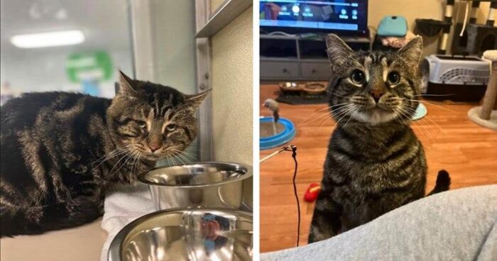 Transformation of a rescue tabby cat from shelter to loving home.