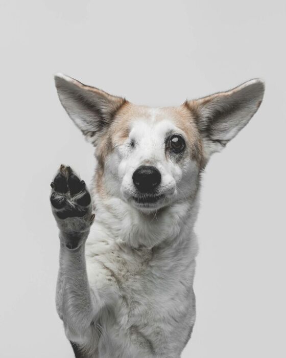 Friendly mixed-breed dog waving paw with unique face against white background.
