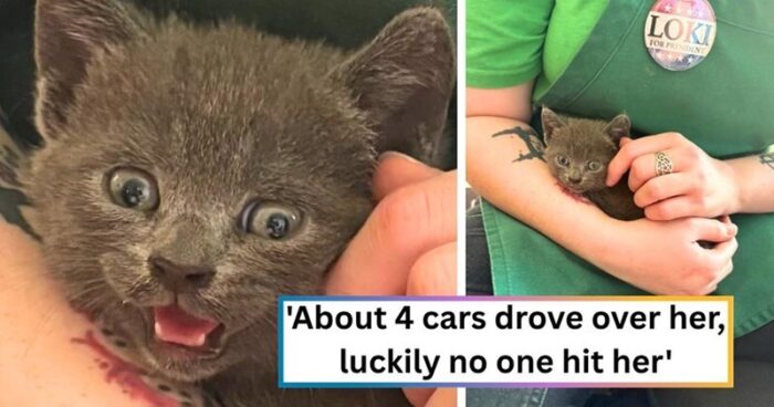 Rescued gray kitten in caring hands after being saved from a car accident.