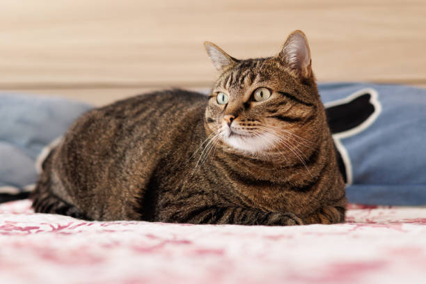 Happy tabby cat relaxing on colorful floral bedspread in cozy bedroom scene.