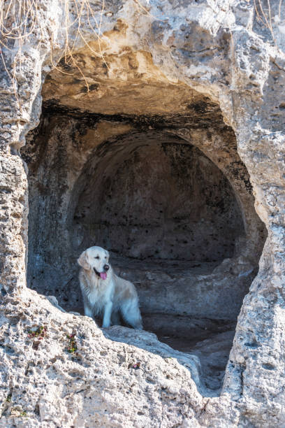 Golden retriever resting in natural rock cave, outdoor nature scene with rugged stone and sunlight.