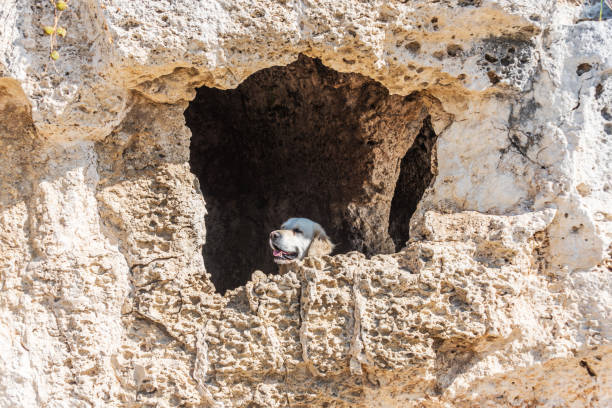 Dog resting in rocky cave shelter on rugged cliff with green vegetation.