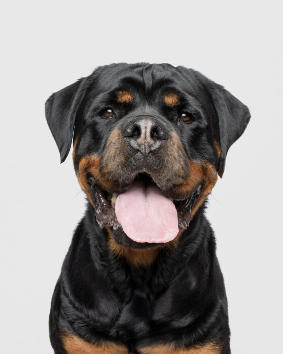 Friendly Rottweiler dog close-up portrait with black and tan coat and happy expression.