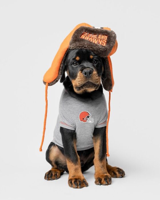 Rottweiler puppy wearing Cleveland Browns shirt and orange trapper hat against white background.