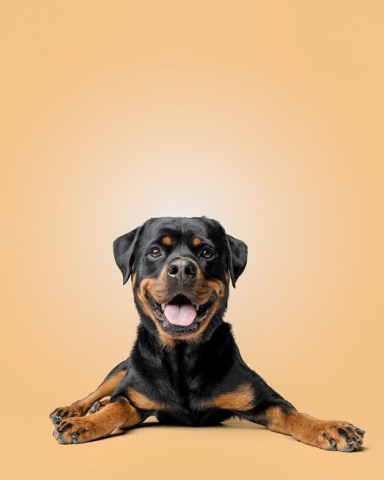 Happy Rottweiler dog lying relaxed with shiny black coat and tan markings on beige background.