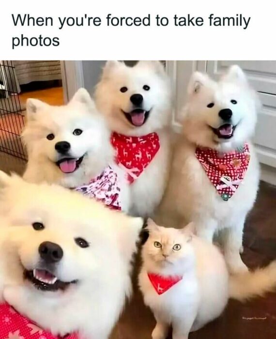 Happy Samoyed dogs and a white cat posing together for a funny family photo.