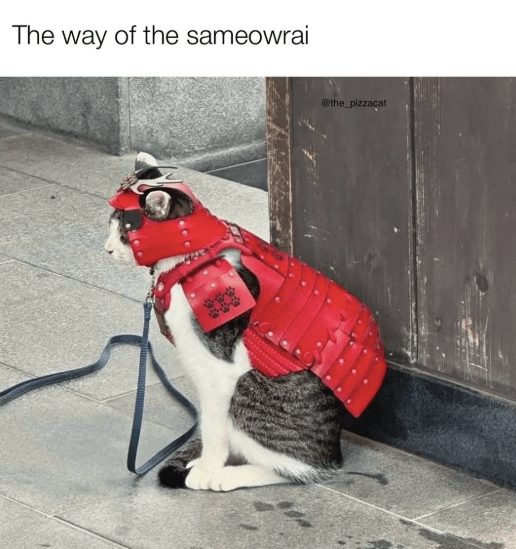 Adorable cat dressed in vibrant red samurai armor in an urban setting.