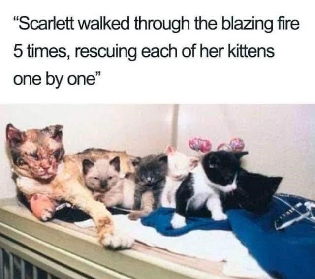 Mother cat Scarlett rescuing her kittens from flames, showcasing bravery, maternal love, and sacrifice.