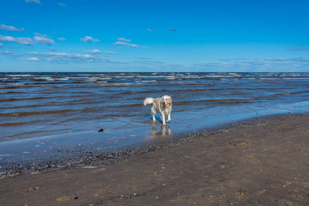 Golden retriever playing on sunny beach with waves, sand, and blue sky in a peaceful coastal scene.