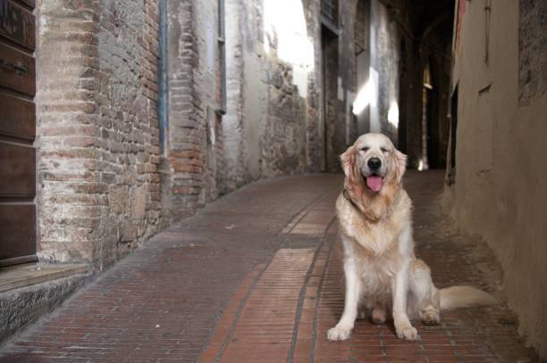 Friendly golden retriever sitting in charming, cobblestone alleyway with rustic brick walls and historic architecture.