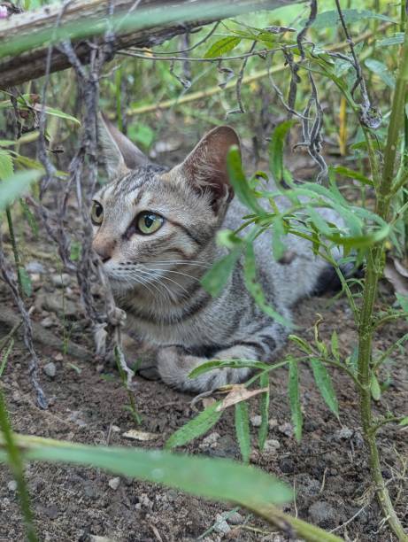 Curious tabby cat exploring lush green plants and natural woodland habitat.