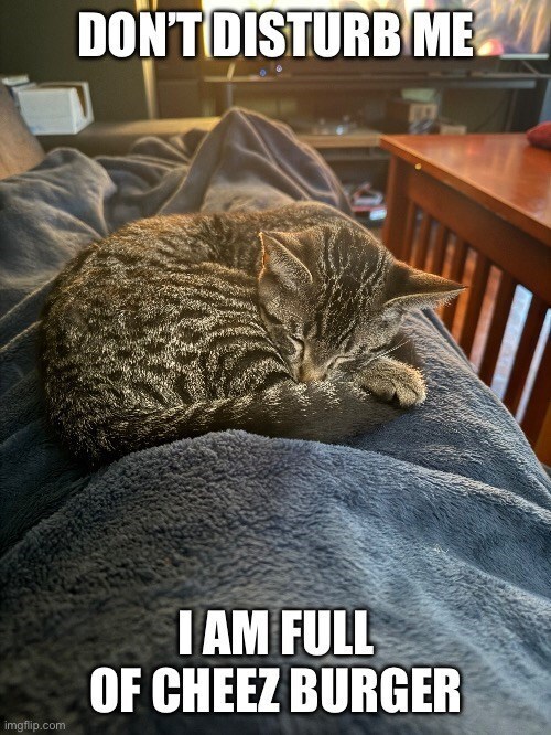 Cute striped cat napping on blanket with humorous Full of Cheeseburger caption.