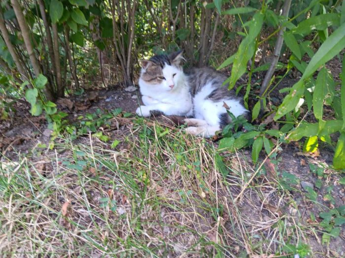 Relaxed gray and white cat resting in lush green garden shade.