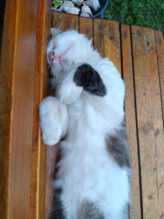 Relaxing white and gray cat resting peacefully on wooden outdoor surface.